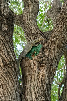 The varanus salvator are climbing trees in the park. It is a large lizard native.