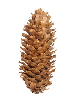 Dry fir cone on isolated background, close up
