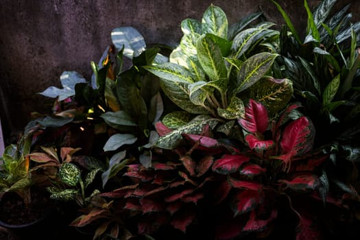 Colorful Leaves And Cement Fence. The Cement Fence Walls Are Decorated With Potted Plants For Beauty.
