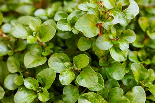 Green leaves plants in vegetable garden. Watercress Leaf Background.