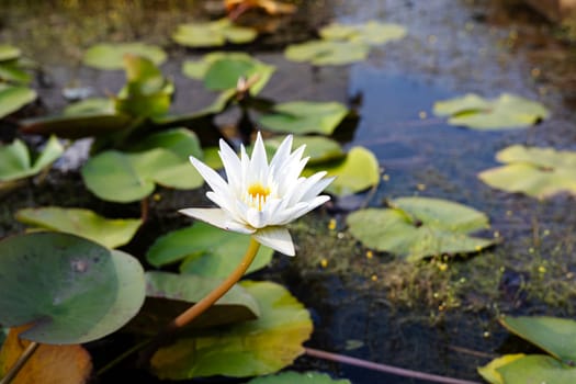White Lotus With Yellow Pollen On Surface Of Pond. Blooming lotus on the pond.