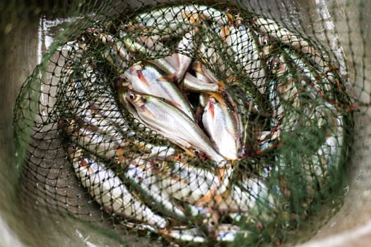 Silver fish caught in a net by local fisherman.