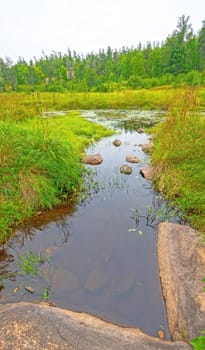 Quiet Stream in a Wetland Habitat in the North Woods in Whitesell Provincial Park in Manitoba