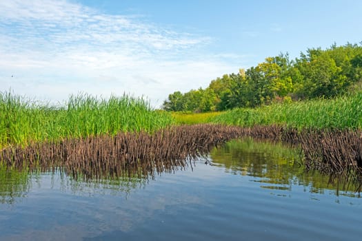 Reeds Taking Over the Shore of a Heart Lake in Whiteshell Provincial Park in Manitoba