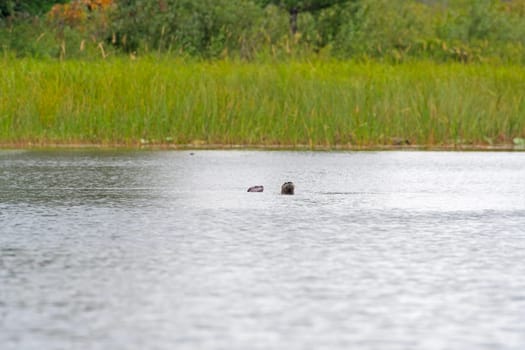 A pair of River Otters Watching From the Water in Sioux Narrows Provincial Park in Ontario
