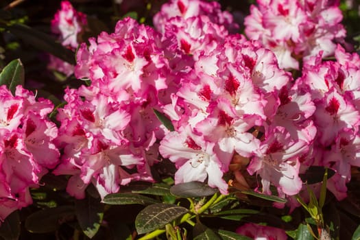 Pink rhododendron blossom, Close-Up, Germany