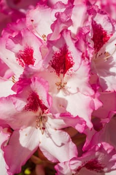 Pink rhododendron blossom, Close-Up, Germany