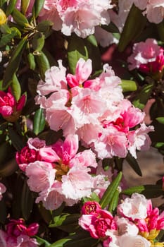 Pink rhododendron blossom, Close-Up, Germany