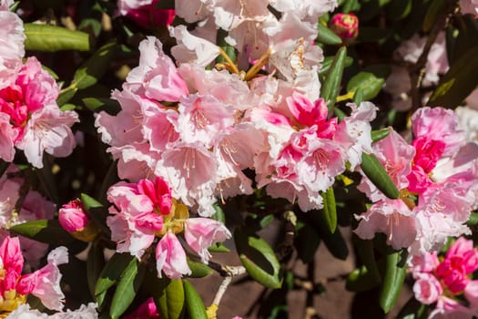 Pink rhododendron blossom, Close-Up, Germany