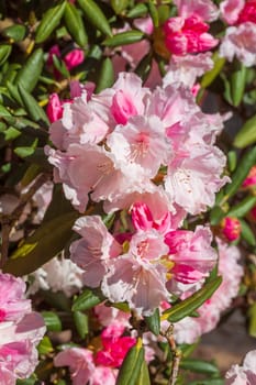 Pink rhododendron blossom, Close-Up, Germany