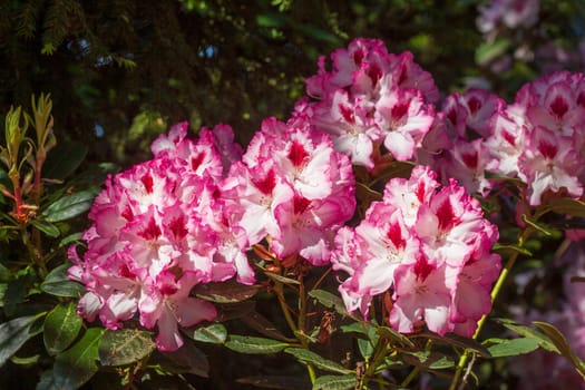 Pink rhododendron blossom, Close-Up, Germany