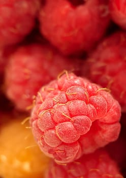 A handful of ripe garden raspberries in close-up.Macro photography.Texture or background.Selective focus.