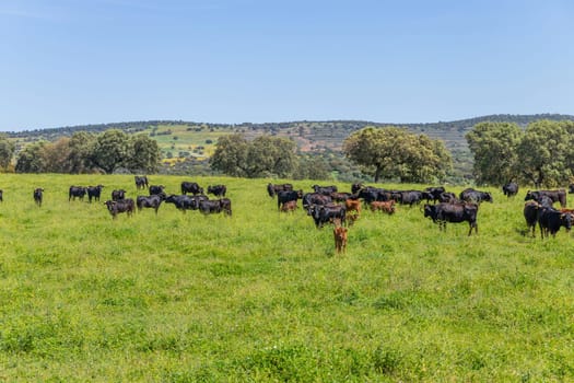 black bulls in a bull farm (for bullfights) near Granada, Andalucia, Spain