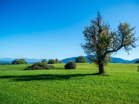 Landscape view in the Allgäu Bavaria with wild growing deciduous tree on a green hilly landscape with individual bushes and small trees in the middle ground and the first foothills of the high Alps in the background in summer.