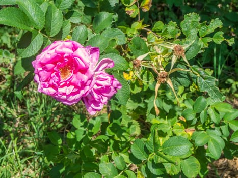 Close-up of a fully bloomed dog rose, hedge rose (lat: Rosa canina) in summer sunlight.