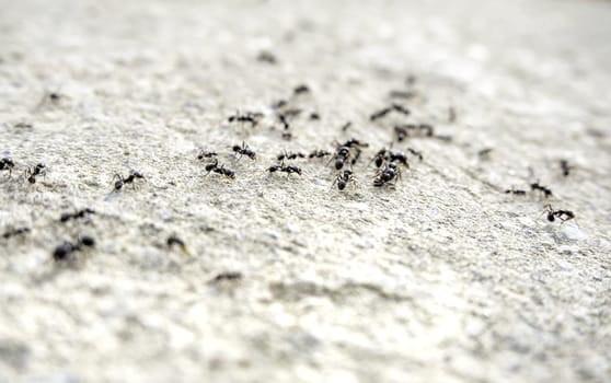 Detail of a group of ants on the street