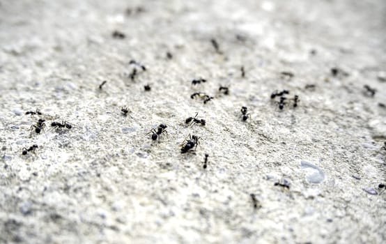 Detail of a group of ants on the street