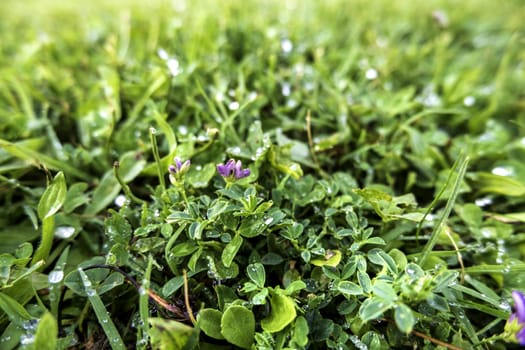 Detail of green field in nature, care and protection of the environment