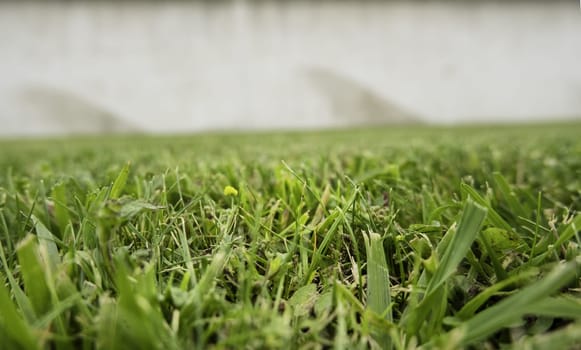 Detail of green background of decorative bushes in the city
