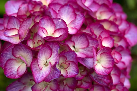 Macro image, pink hydrangea in the garden