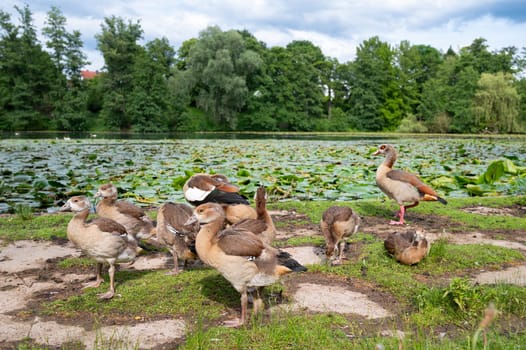 Egyptian goose chick, alopochen aegyptiaca family on a meadow in spring, animal and water bird