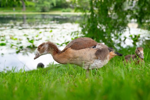 Egyptian goose chick, alopochen aegyptiaca family on a meadow in spring, animal and water bird