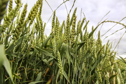 Detail of cereal field in nature, industry and agriculture