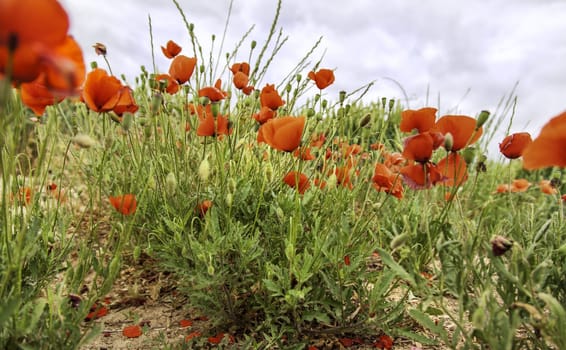 Detail of red poppy field, nature and beauty