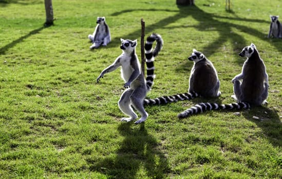 Detail of monkeys in freedom, a protected exotic animal