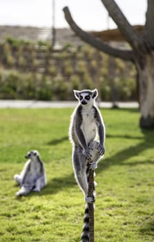 Detail of monkeys in freedom, a protected exotic animal