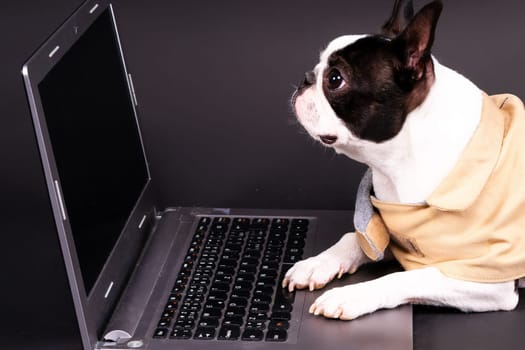 The dog uses laptop. Boston terrier looks at something, communicates with someone