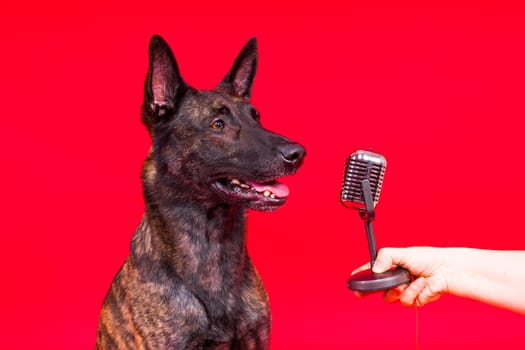 Dutch shepherd dog in front of a microphone, studio shot