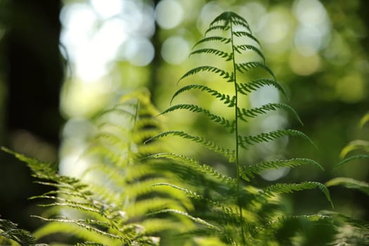 Close-up of fern in the forest on a sunny spring morning.