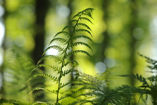 Close-up of fern in the forest on a sunny spring morning.