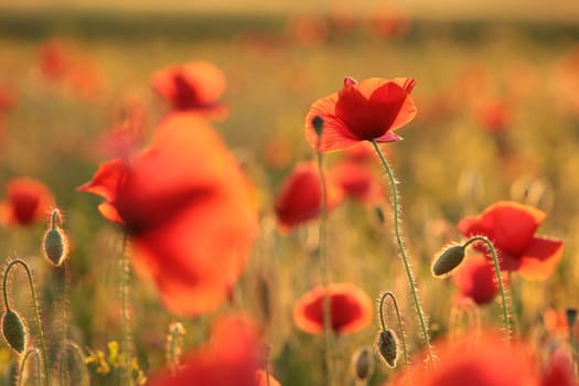 Poppies in the field at sunset