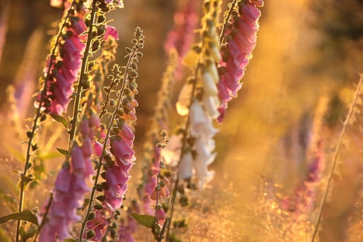 Purple foxglove - Digitalis purpurea during sunset.