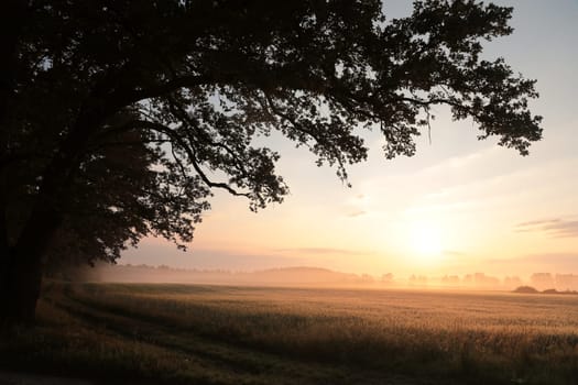 Silhouette of oak trees in a grain field during sunrise