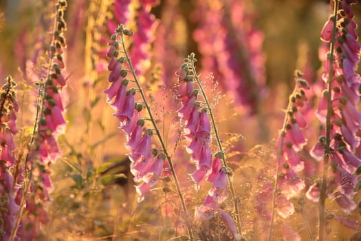 Purple foxglove - Digitalis purpurea during sunset.