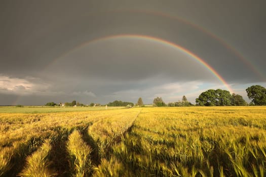 Rainbow and dark rain clouds over a grain field during sunset.