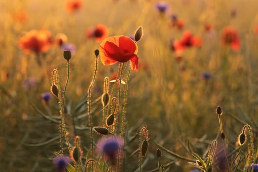 Poppies in the field at sunset