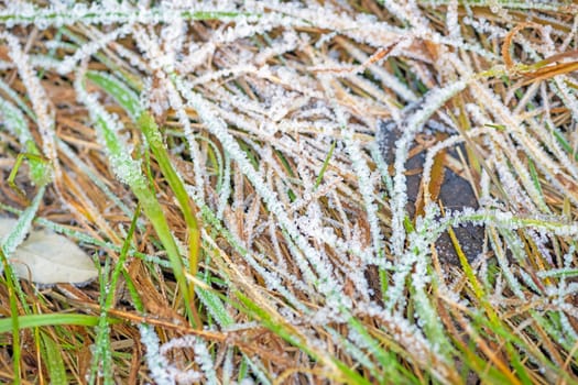 Hoar Frost Crystals on Prairie Grass in Volo Bog State Natural Area in illinois
