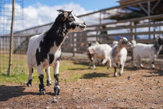Group of small white and black american pygmy Cameroon goat closeup detail on head with horns, blurred farm with more animals background.