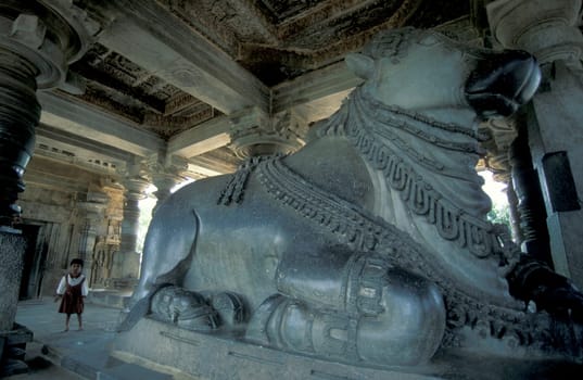 a Holi Cow Sculptures inside the Hindu Temple of Kandarija Mahadeva Temple in the city of Khajurao in Province Madhya Pradesh in India.  India, Khajurao, April, 1998