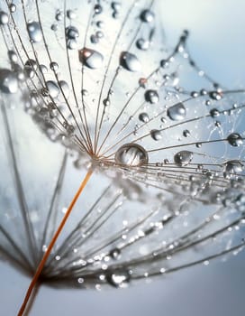 Dandelion in the morning with dew drops close-up.