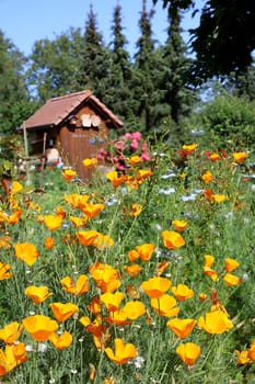 Garden with lots of colorful blooming flowers.