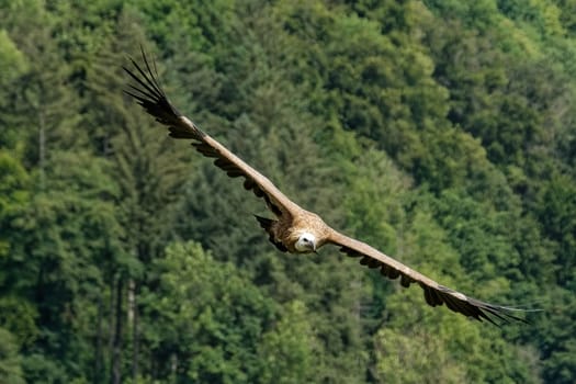 Gänsegeier