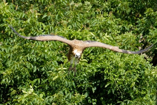 Gänsegeier