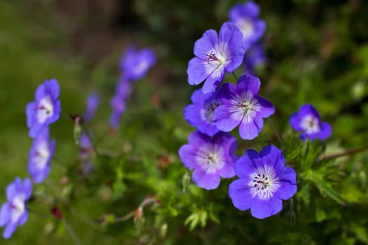 Geranium magnificum, purple cranesbill, is species of plant in genus Geranium, family Geraniaceae.