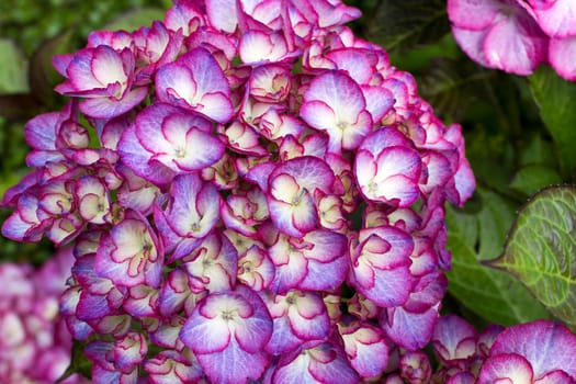 Macro image, pink hydrangea in the garden