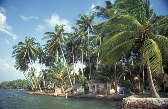 a House with palmtrees at a Canal in the Lagoons and Backwater at the Coast near the city of Kochi or Cochin in the Province Kerala in India.  India, Cochin, April, 1998